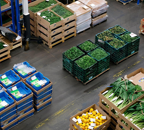 Fresh produce harvesting handled with care at a Pakistani facility