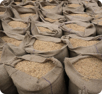Export quality rice in sacks